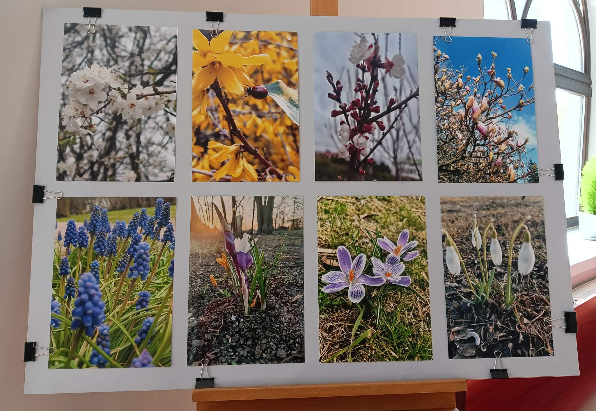 Podsumowanie Międzyszkolnego Konkursu Fotograficznego „Pierwsze Zwiastuny Wiosny”